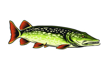 northern pike fish vector illustration