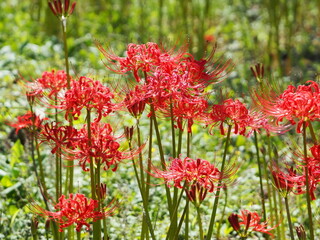 曼殊沙華の花畑