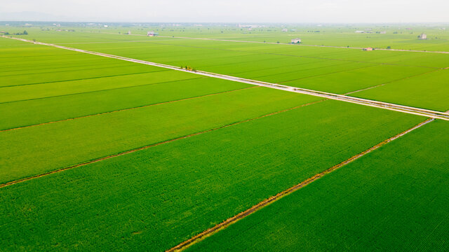 Beautiful Terraced rice field in water season and Irrigation from drone,Top view of rices paddy field, Malaysia