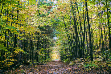 autumn in the forest