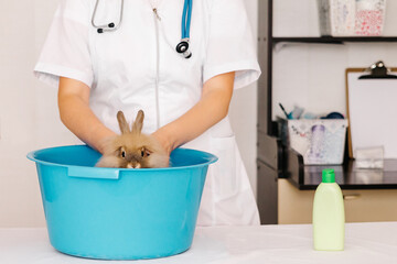 A ibhinqa veterinarian washes a rabbit ukusuka fleas kwi-blue basin. Ingcamango ka-petr lezempilo...