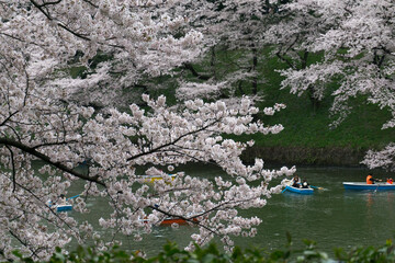Obraz na płótnie Canvas 公園の桜と湖