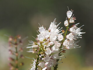 風で揺れるシモバシラの花