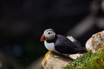 puffin birds on the Saltee Islands in Ireland, Fratercula arctica. over black background