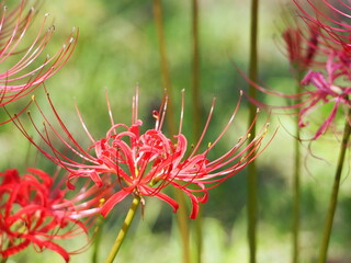 真っ赤な曼殊沙華の花のクローズアップ