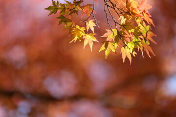 山中湖の紅葉風景