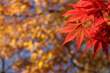 山中湖の紅葉風景