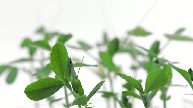 Green peas roots growing closeup. Timelapse of fresh organic green pease plant, agriculture concept. Time lapse. Healthy raw food, vegan. Bio sprouts of pea growing on soil, close up. 4K UHD video