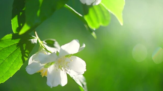 Jasmine flowers closeup. Jasmin flowers blooming in spring garden. Aroma therapy, fragrant tea, perfume ingredient. Slow motion video footage 4K UHD
