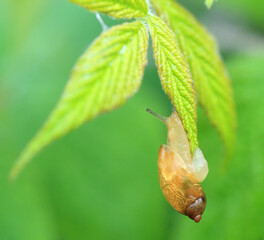 Close-up of an Amber Snail (Succinea putris) hanging onto the underside of a leaf.