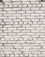 A pine shoots close-up colored top view