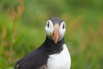 Puffins in the mist on the cliffs of the Mykines Island, Faroe Islands