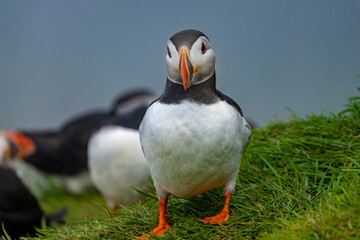 Puffins in the mist on the cliffs of the Mykines Island, Faroe Islands