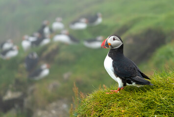 Puffins in the mist on the cliffs of the Mykines Island, Faroe Islands