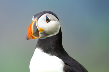 Closeup of a puffin on the cliffs of Mykines Island, faroe Islands