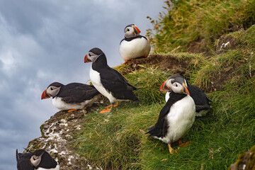 Puffins in the mist on the cliffs of the Mykines Island, Faroe Islands