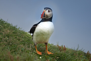 Puffins in the mist on the cliffs of the Mykines Island, Faroe Islands