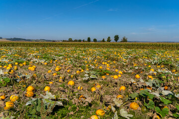 Pumpkin fields in early autumn along on farms along the Danube river in Lower Austria