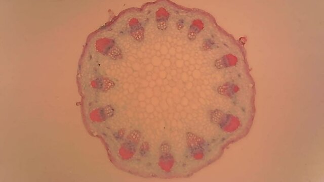 Microscope Stem Sclerenchyma 600x