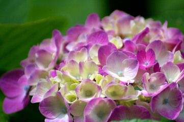 厚木飯山の梅雨に濡れる紫陽花