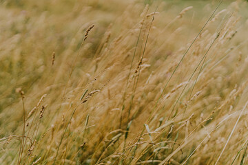 Fototapeta premium wheat field in the wind