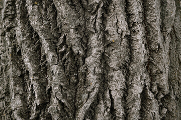 A textured backfround of the tree bark