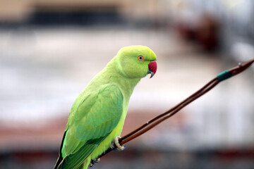 a green parrot sitting on a wire