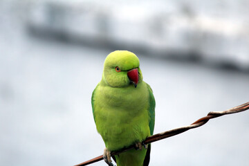 a green parrot sitting on a wire