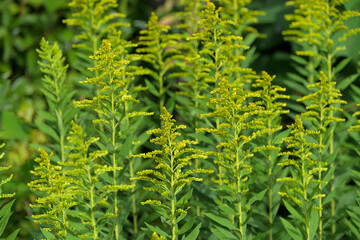 黄色い花を咲かせたセイタカアワダチソウ