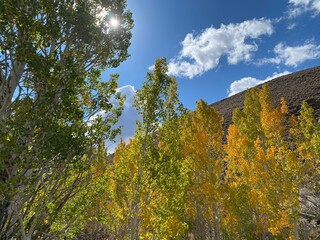 Fototapeta premium autumn, aspen, golden leaves