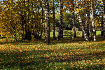Birch grove in an autumn park on a sunny day. Beautiful landscape.