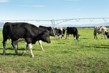 Curious cattle grazing on the green grassland with sprinkler irrigation system in the background,...