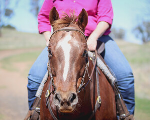Obraz premium portrait of a horse