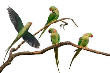 Alexandrine parakeet isolated on white background