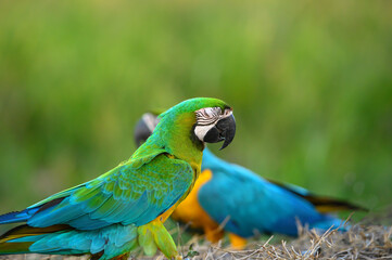 Closeup green parrot on green background