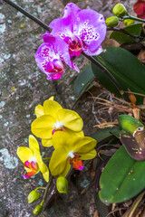 Orchidées phalaenopsis sur tronc d’arbre  © Unclesam