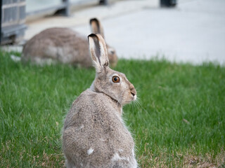 rabbit in the grass