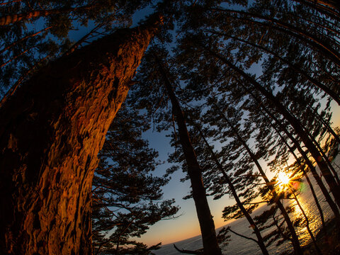 松林の隙間から覗く日の出