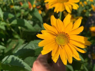 human hand holding a stem of Heliopsis sunflower on a green background