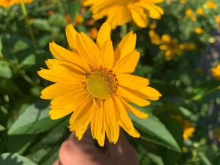 human hand holding a stem of Heliopsis sunflower on a green background