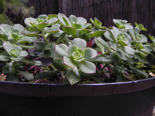 Succulents in pot