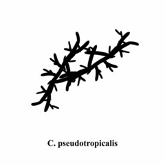 C. pseudotropicalis candida. Pathogenic yeast-like fungi of the Candida type morphological structure. Vector illustration