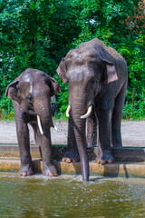 Fototapeta na wymiar Asian elephants are having shower and drinking at a pool