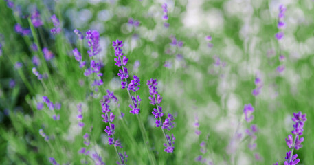 Fototapeta premium Lavender bushes closeup on sunset. Lavender flowers at sunlight and blur background. Lavender field banner design