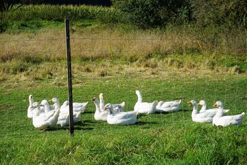 Gänse hocken auf grüner Wiese hinter Zaun in ländlicher Idylle 