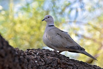 A Eurasian Collared dove.