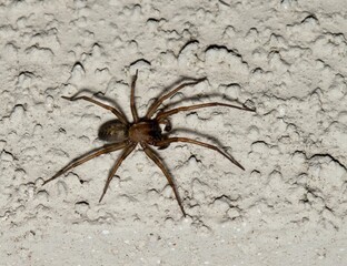 Hacklemesh Weaver spider (Metaltella simoni) hunting for insect prey on a wall exterior at night in Houston, TX.