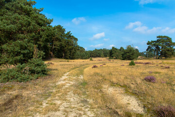 Fototapeta na wymiar Zuiderbosch and Hulshorsterzand are part of the Veluwe, one of the largest natural areas in the Netherlands. This is one of the few large connected drift sand areas in the Netherlands. 