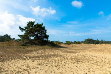 Zuiderbosch and Hulshorsterzand are part of the Veluwe, one of the largest natural areas in the Netherlands.  This is one of the few large connected drift sand areas in the Netherlands. 