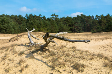 Zuiderbosch and Hulshorsterzand are part of the Veluwe, one of the largest natural areas in the Netherlands. Dead tree trunk in the foreground. Gelderland